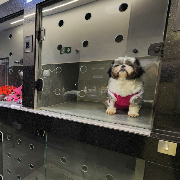 Internacao Planeta Animal