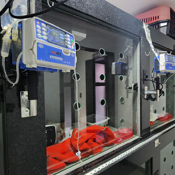 Internacao Planeta Animal